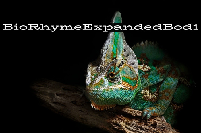 BioRhyme Expanded Bold1 Example 3