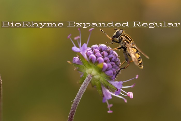 BioRhyme Expanded Regular Font examples