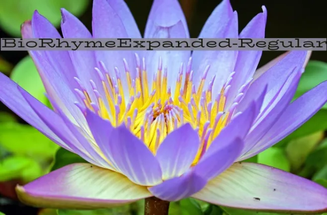 BioRhymeExpanded-Regular Example 1