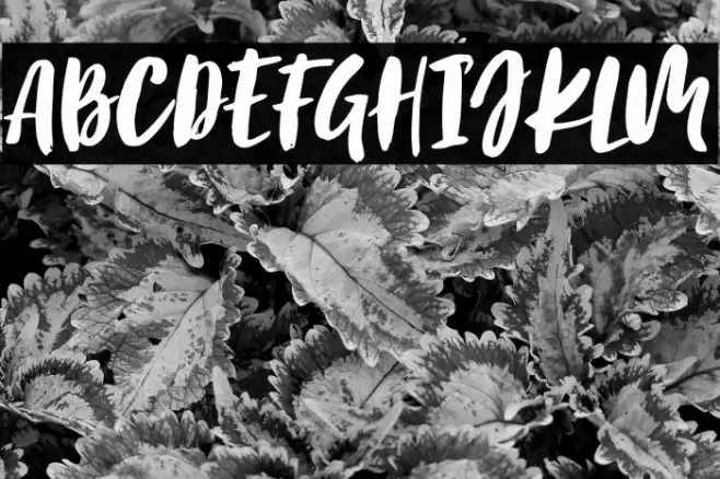 BirabellaScript Font examples