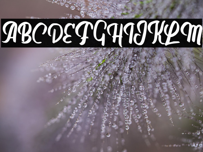 BircedFREE Example 1