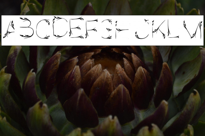 Bird Feather-Inverse Example 1