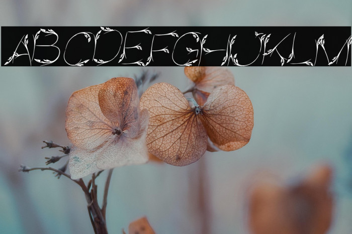 Bird Feather Italic Example 3