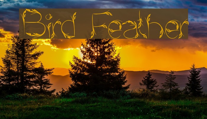 Bird Feather Polices examples