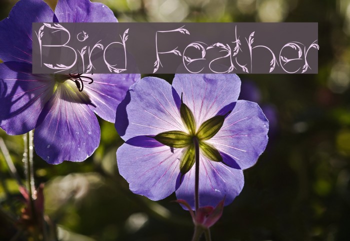 Bird Feather Polices examples