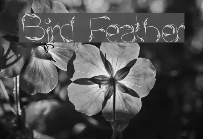Bird Feather Font examples