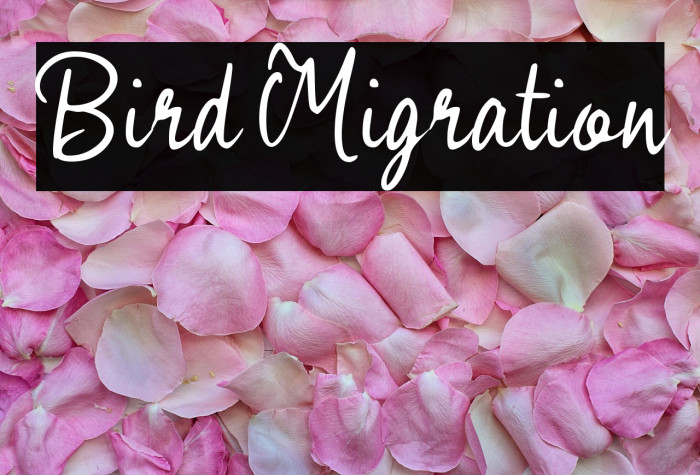 Bird Migration Example 2