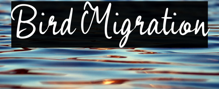 Bird Migration Example 3