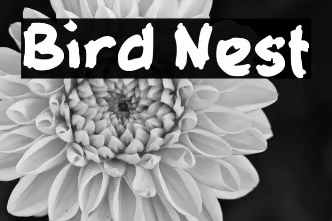 Bird Nest Font examples