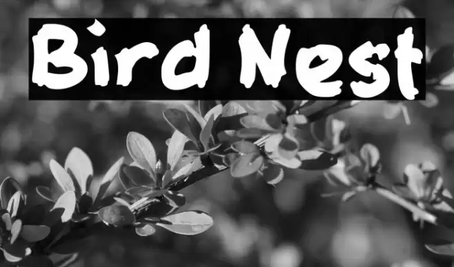 Bird Nest Font examples