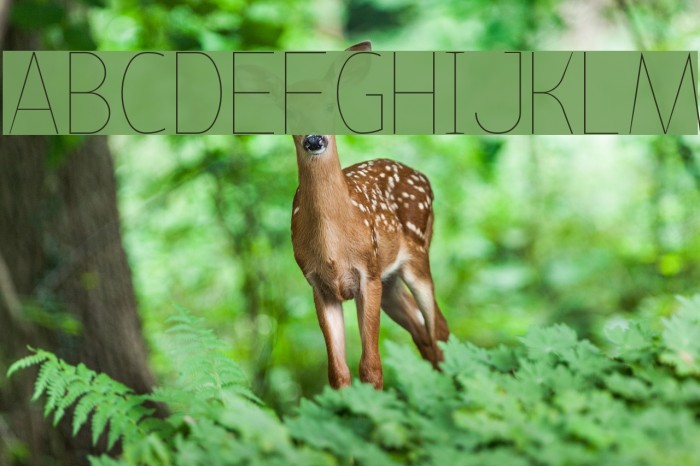 Bird cherry lite Font examples