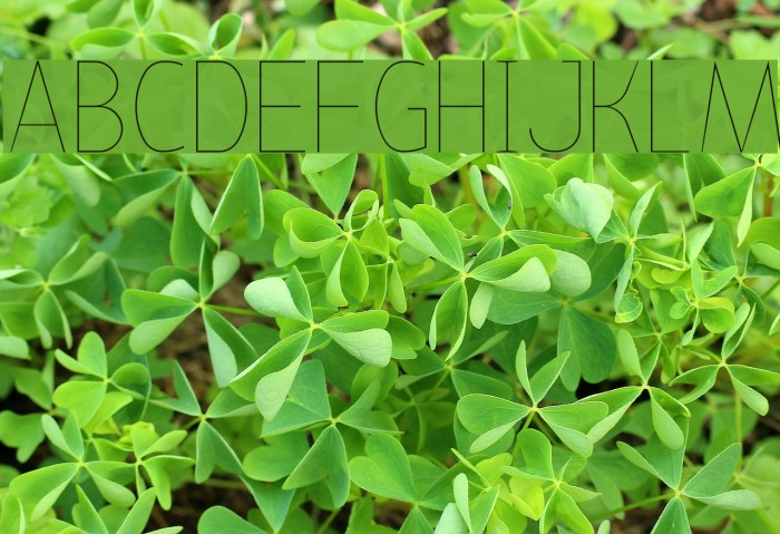 Bird cherry lite Font examples