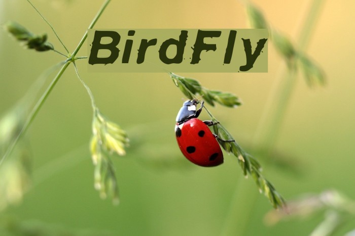 BirdFly Font examples