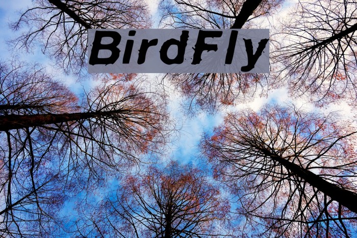 BirdFly Font examples