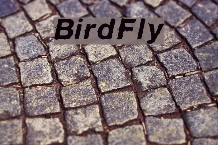 BirdFly Font examples