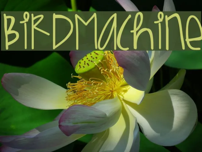 BirdMachine Example 2