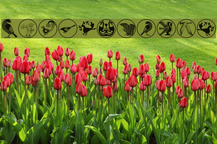 BirdSymbols Example 1