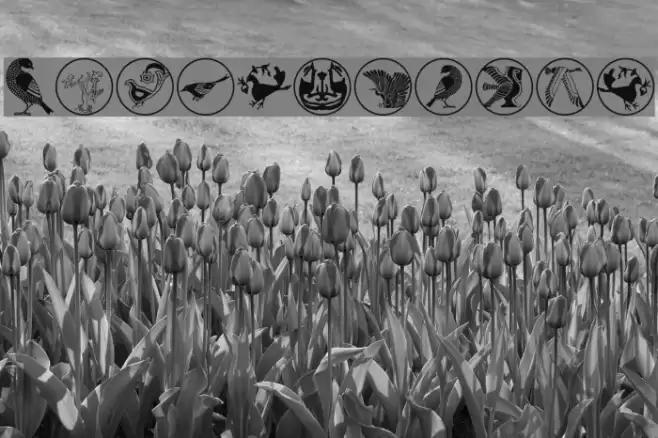 BirdSymbols Font examples