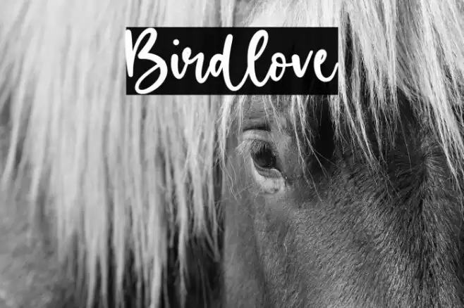 Birdlove Font examples