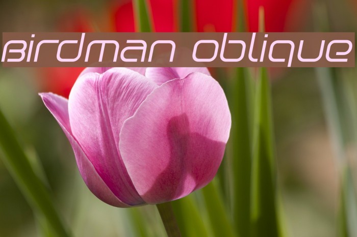 Birdman Oblique Fonte examples
