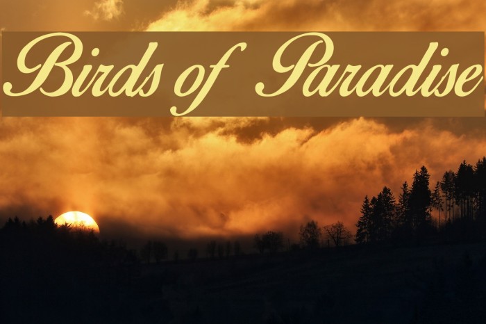 Birds of Paradise Font - FFonts.net