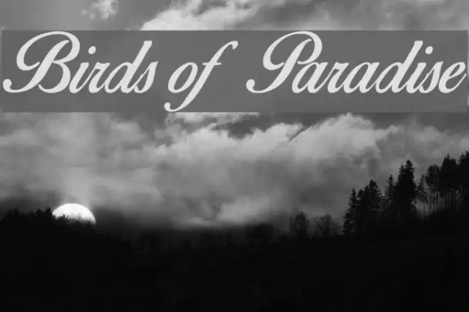 Birds of Paradise Font examples
