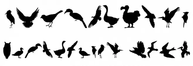 Birds of a Feather Font OTHER CHARS