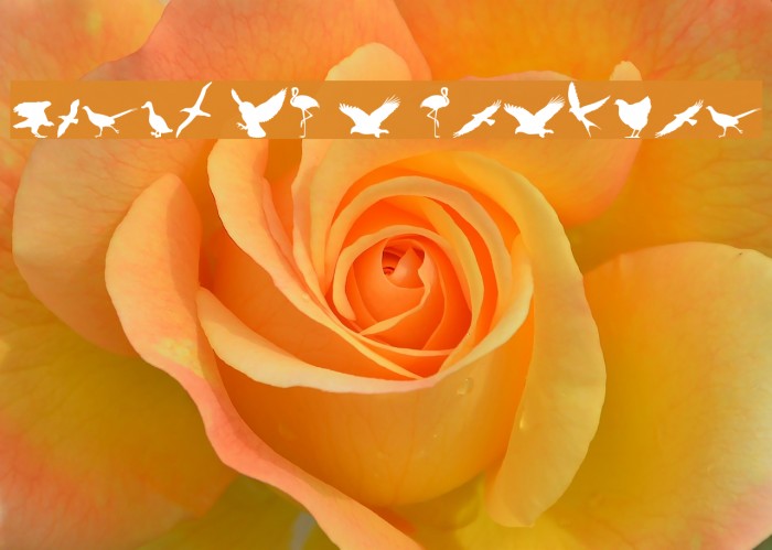 Birds of a Feather Example 1