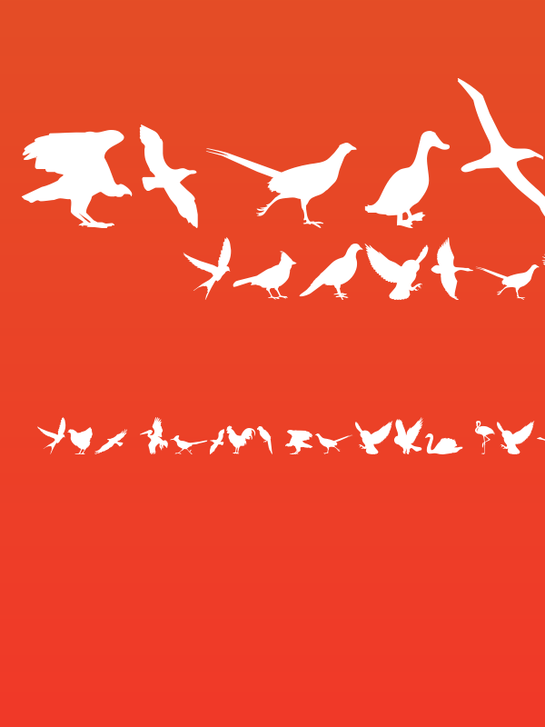 Birds of a Feather Poster