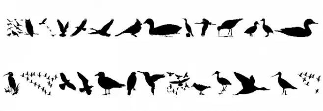 BirdsAndFriends Font Litere mari