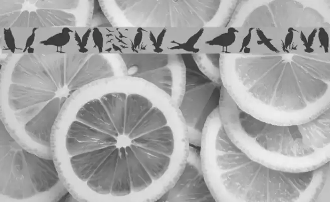 BirdsAndFriends Font examples