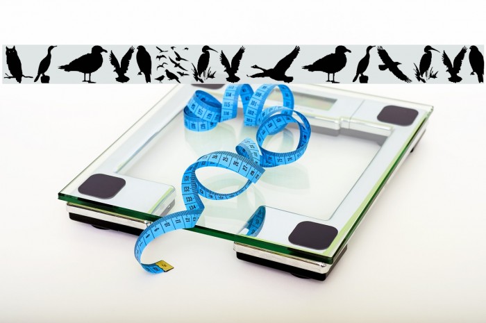 BirdsAndFriends Example 3