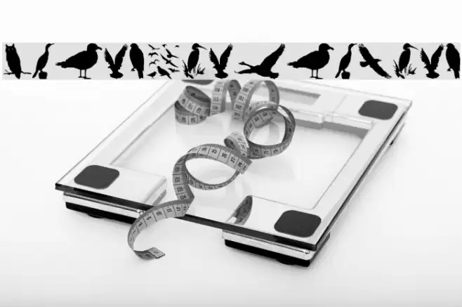 BirdsAndFriends Font examples