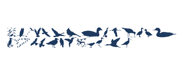 BirdsAndFriends Lowercase