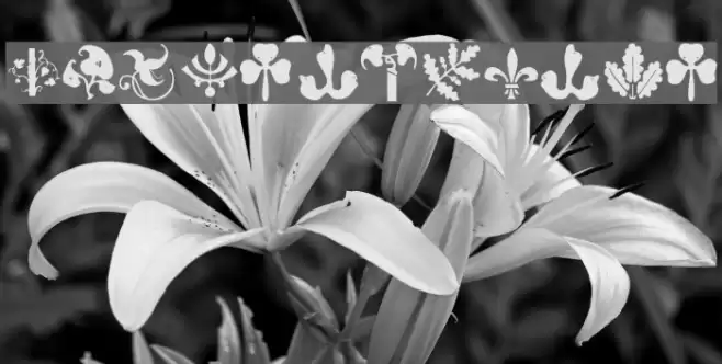 BirdsNPlants Polices examples
