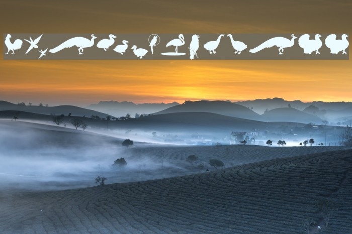 BirdsOThree Example 1