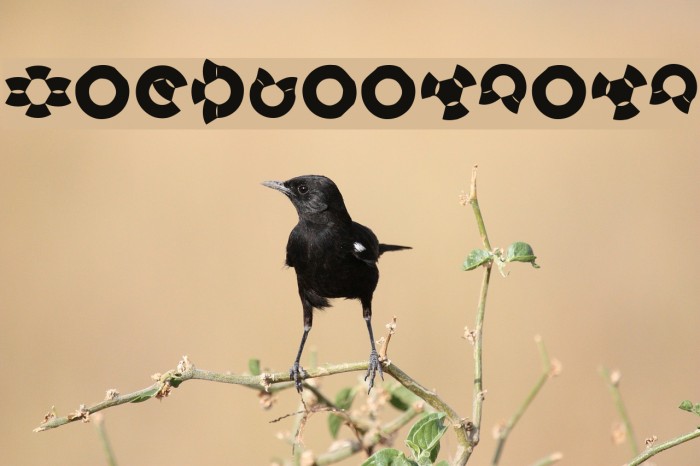 BirdsSinging Font examples
