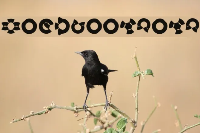 BirdsSinging Example 2