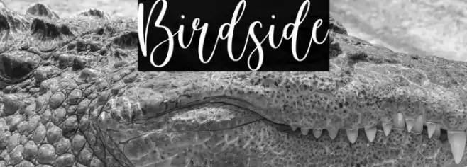 Birdside Font examples