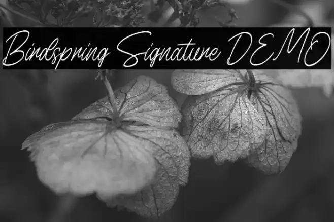 Birdspring Signature DEMO फ़ॉन्ट examples