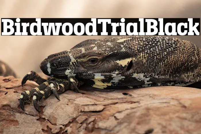 Birdwood Trial Black Example 1