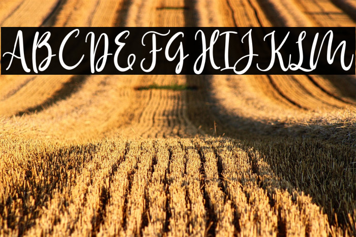 Birdy Home Example 3