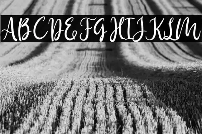 Birdy Home Font examples