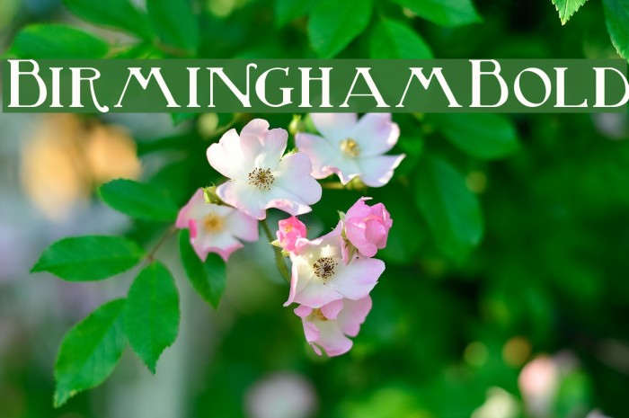 BirminghamBold Font examples
