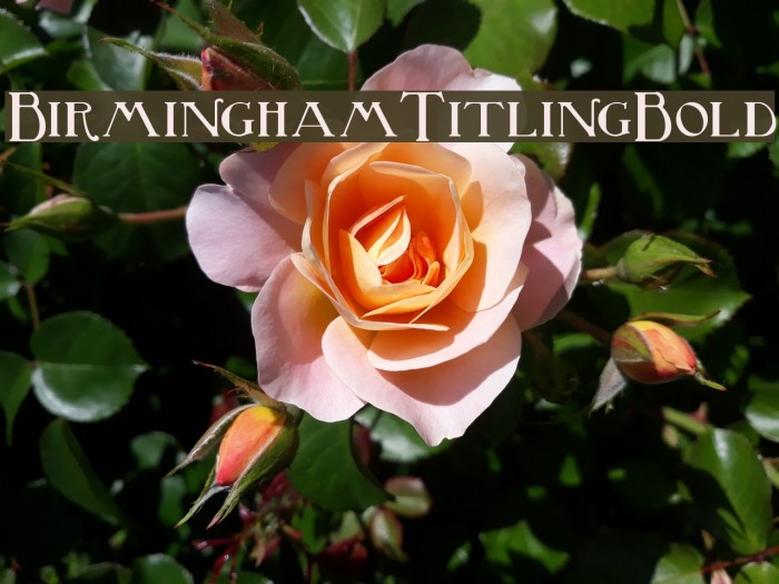 BirminghamTitlingBold Font examples