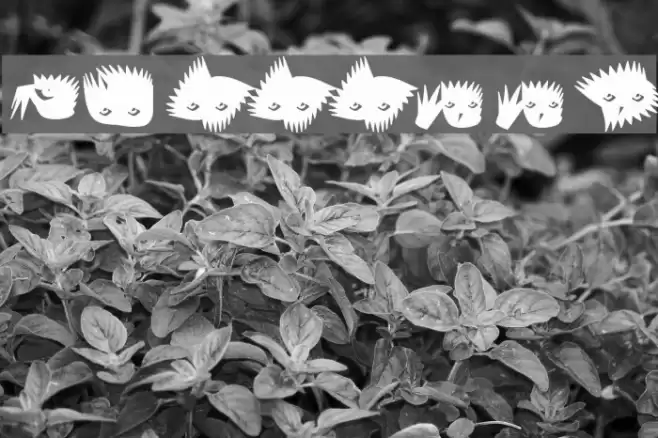 Birrrdds Font examples