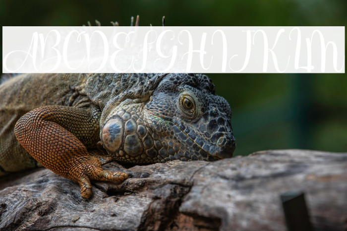 Birthella Demo Example 3