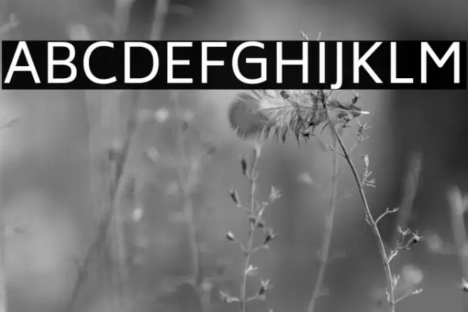 Biryani Font examples