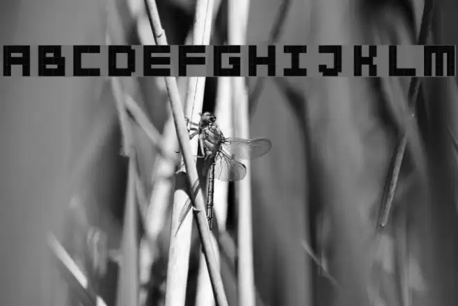 BitBold Font examples