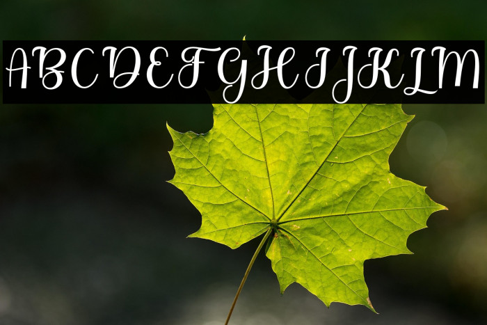 BitgetteScript Example 2